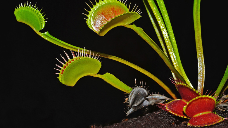 venus flytrap with black lobe