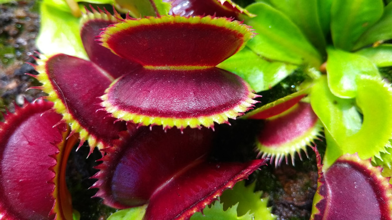 red venus flytrap