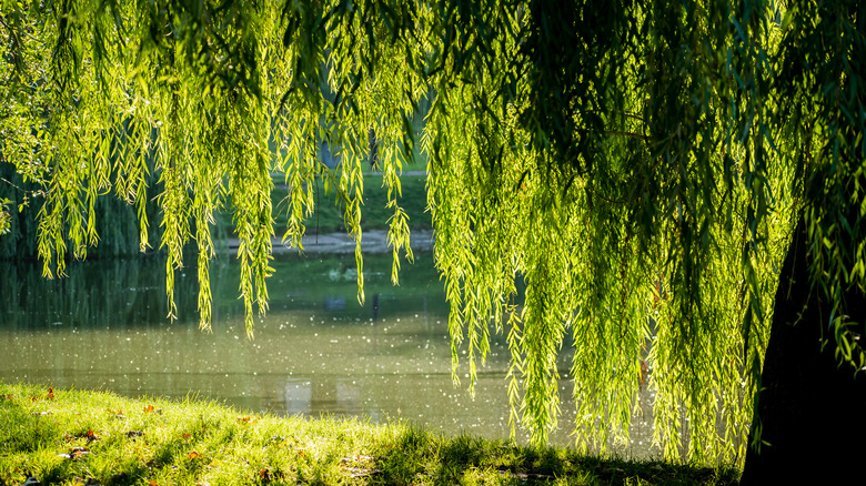 Are Weeping Willows Toxic To Dogs