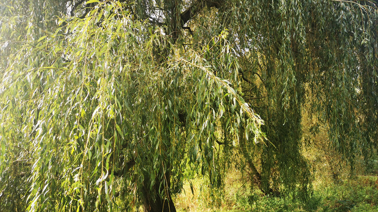 Large weeping willow tree