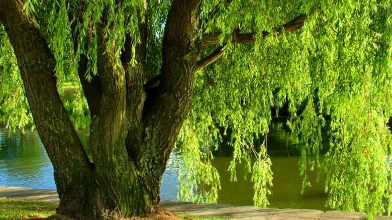 Weeping willow near lake