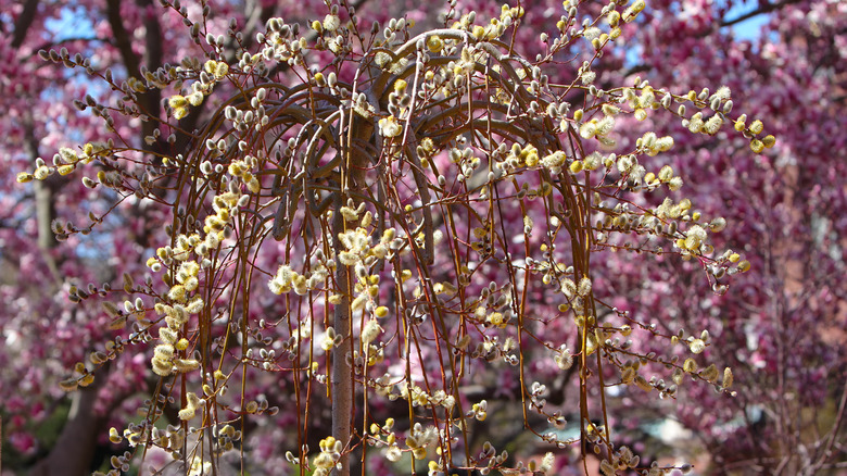 Weeping willow in fall