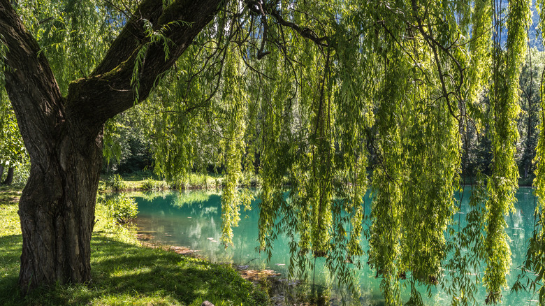 Weeping willow by water