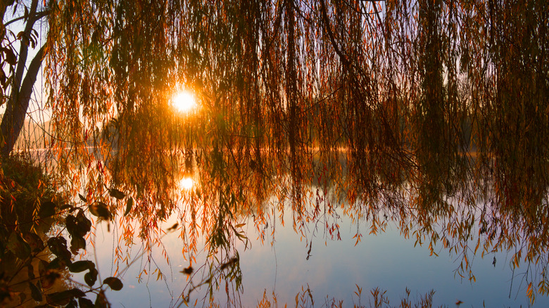 Sunset coming through weeping willow