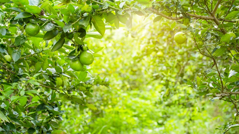 Lime trees in sun