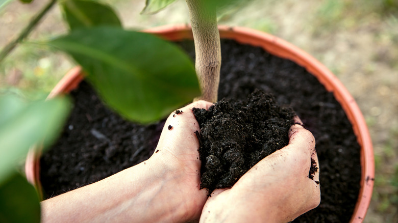 Gardner repotting plant