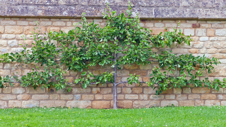 Espalier lime tree