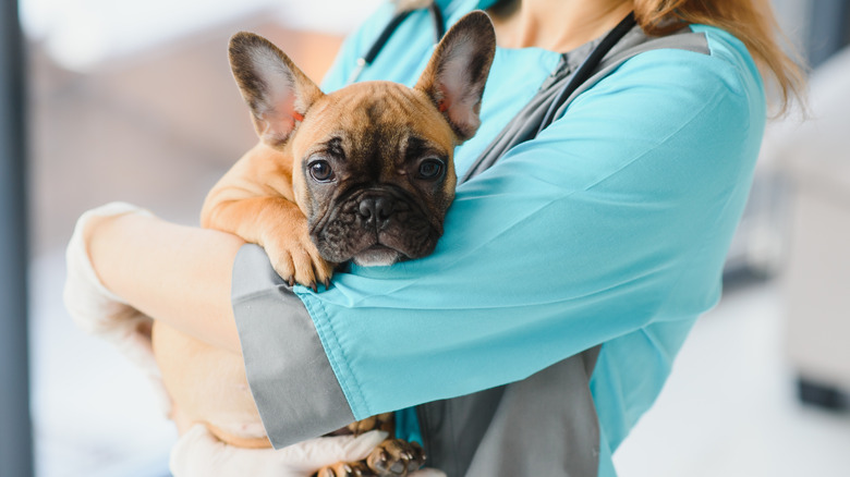 Small dog with vet