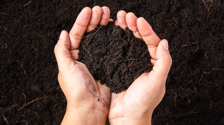 Soil in person's hands