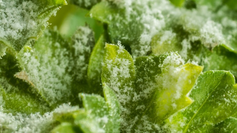 Powdery mildew on parsley leaves