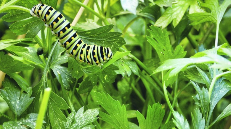 Caterpillar eating parsley