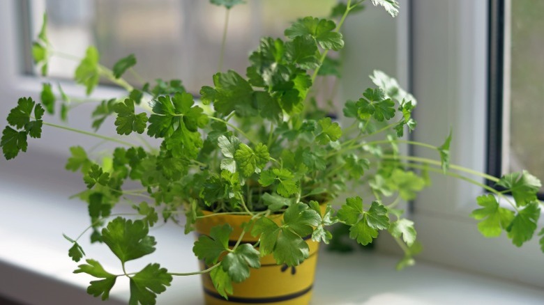 Small indoor parsley plant in pot