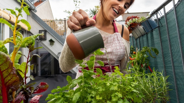 Woman watering herbs including parsley