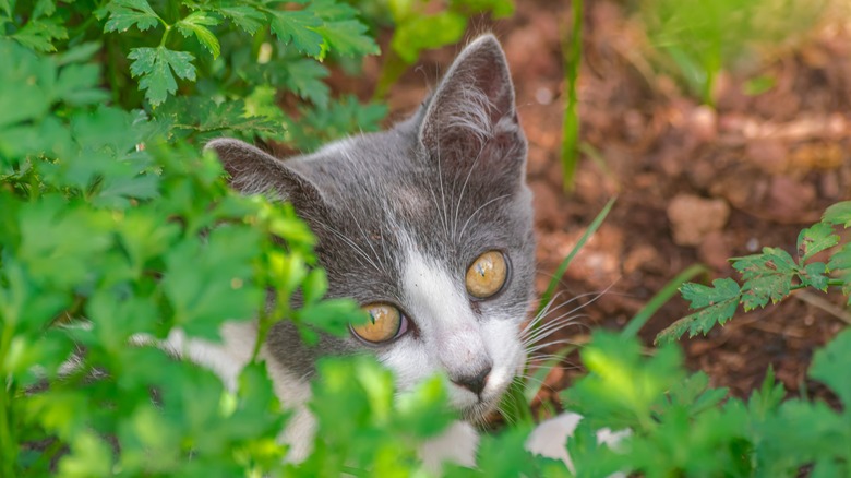 Cat looking through parsley plant