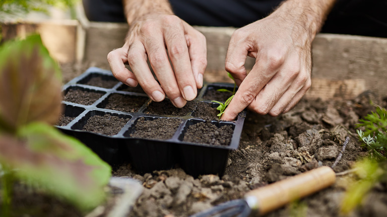 Hands working with seedling