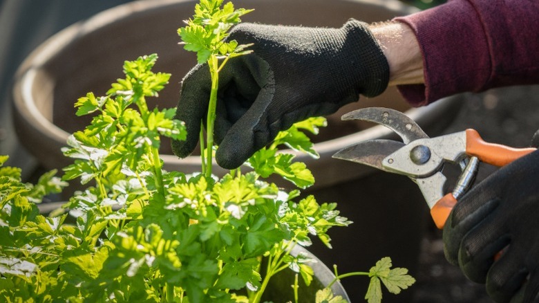 Trimming leggy parsley in container