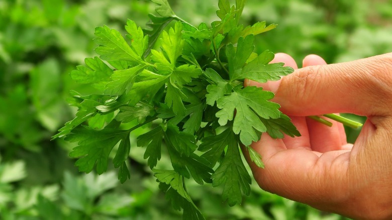 Hand picking parsley