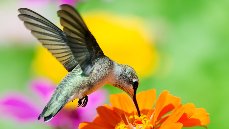 A hummingbird on zinnia