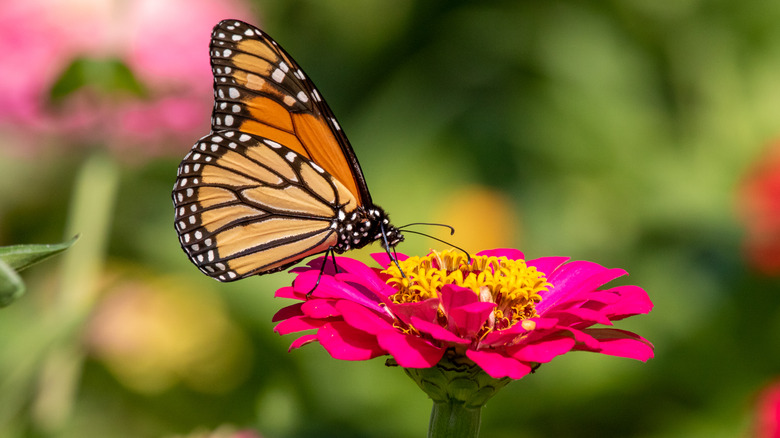 Butterfly perches on zinnia