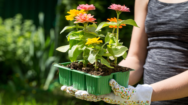 Transplanting zinnias