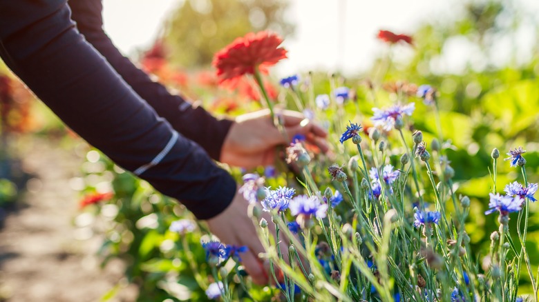 Gardener tends zinnias