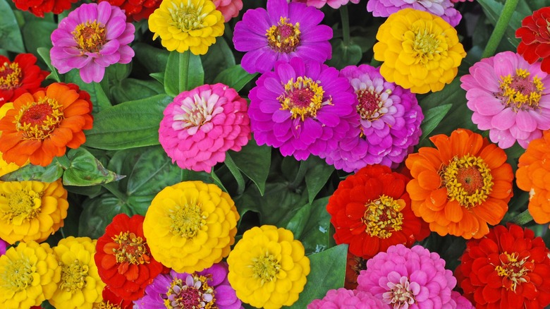 Colorful variety of zinnias