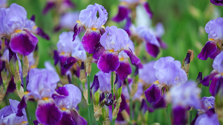 purple bearded iris flowers