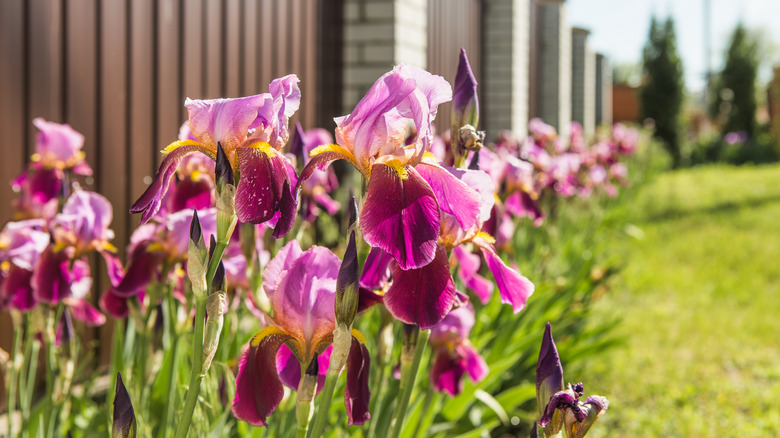 pink bearded iris flowers