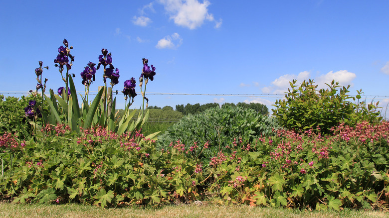 purple bearded iris in garden