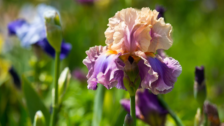 pink and purple bearded iris flowers