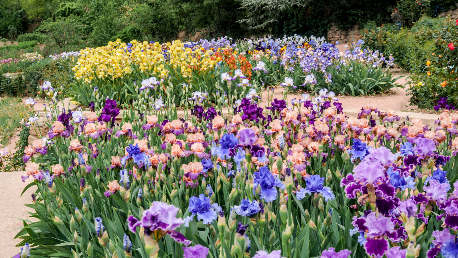 how to take care of bearded iris