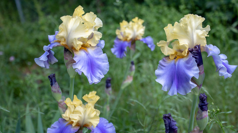 iris edith wolford flowers
