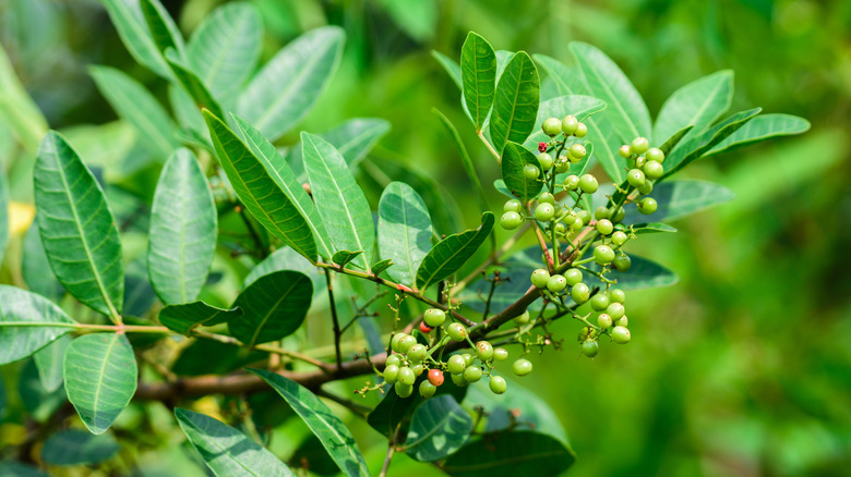 California pepper tree fruits