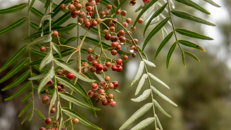 California pepper tree branch