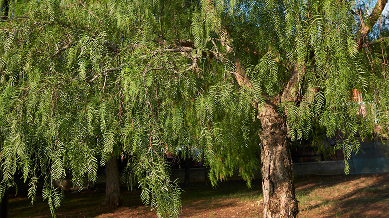 California pepper tree