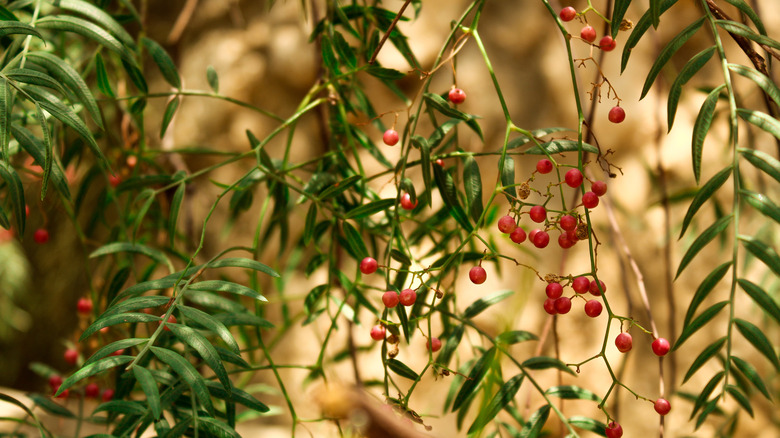 Close-up California pepper tree