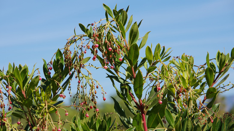 How To Grow And Take Care Of A California Pepper Tree