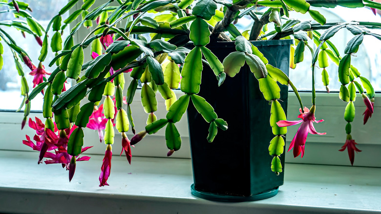 Christmas cactus on the windowshill