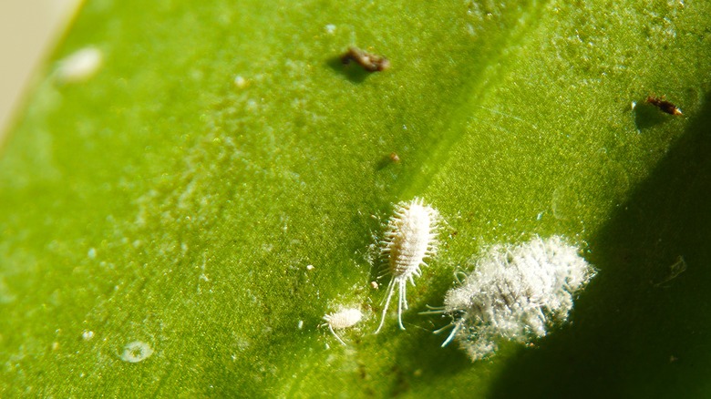 mealybugs on plant