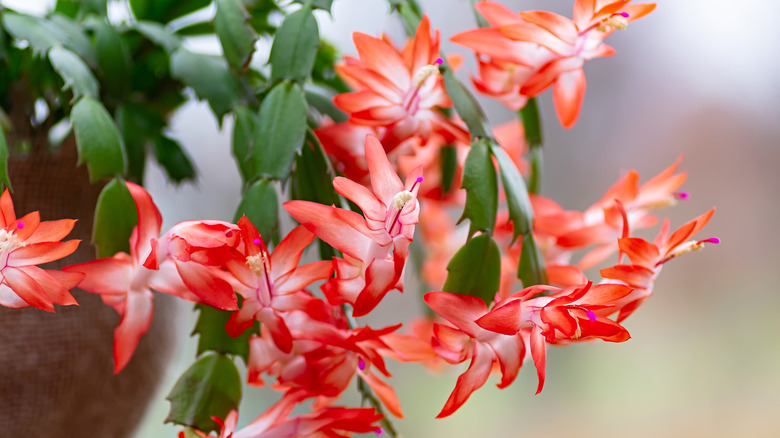 Christmas cactus flowers