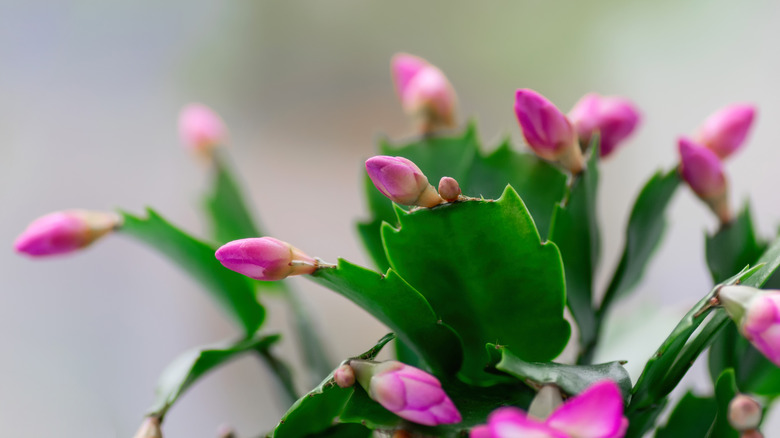 Christmas cactus blooms on white background