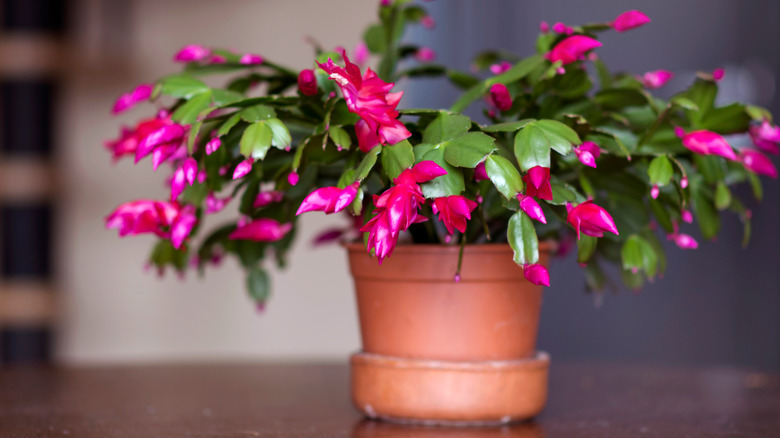 Christmas cactus in brown pot