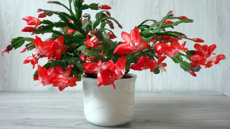 Christmas cactus in white pot