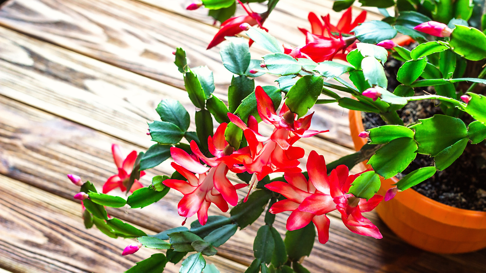 Christmas Cactus: How To Care For The Houseplant