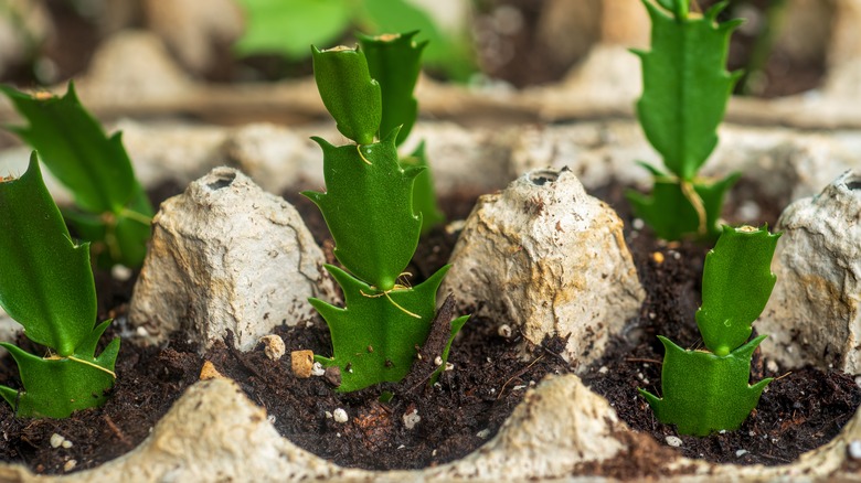 propagated Christmas cactuses