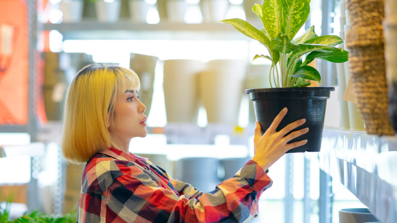 woman holds dumb cane pot