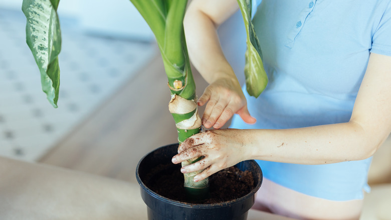 woman repots dumb cane