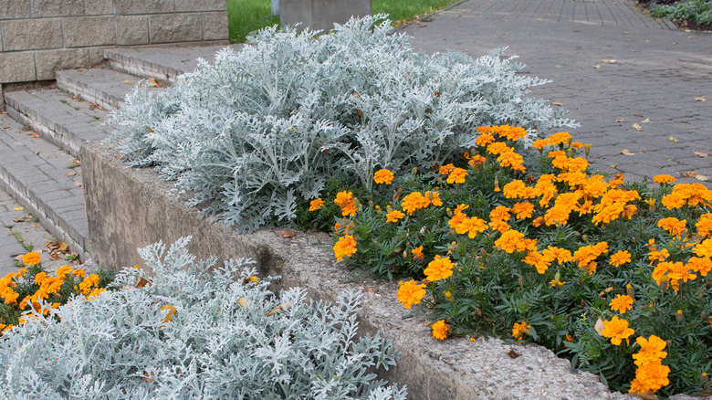 large bush of senecio cineraria