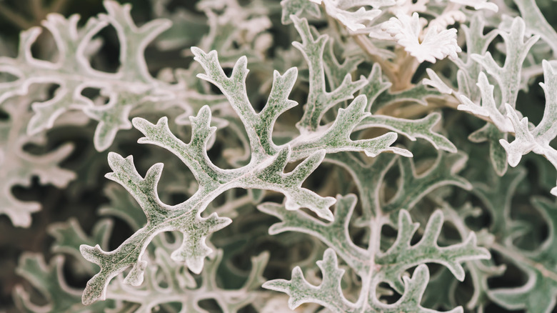 Silver ragwort leaves