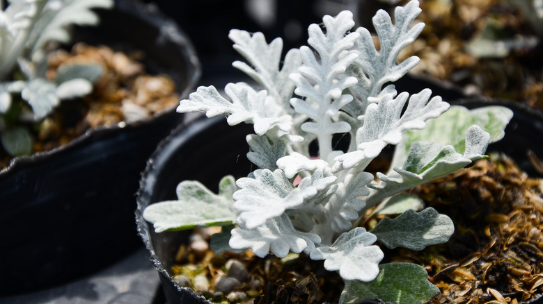 dusty miller plant in container